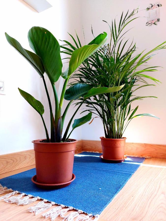 Casa Ledu - Sunny Holiday In Fuerteventura Corralejo Kültér fotó